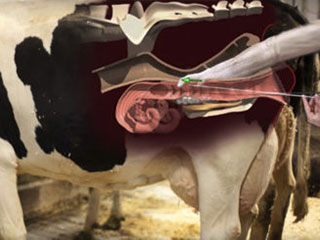 Artificial insemination dairy jobs