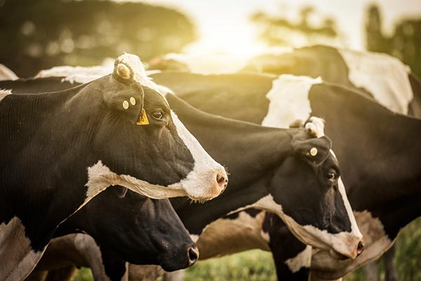 ارزیابی مواد معدنی تشکیل دهنده جیره گاو شیری